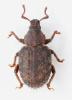 Cathormiocerus jeani